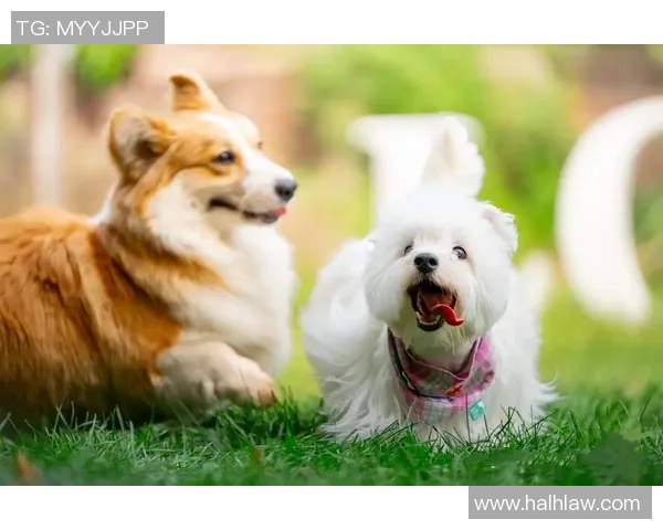 小狗5杀比赛-小狗的荣耀，一场5杀的电竞盛宴-小狗5杀比赛